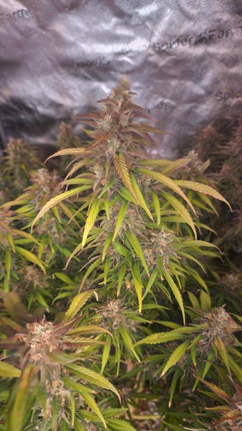 special growdiary. Week 11 - jack herer auto