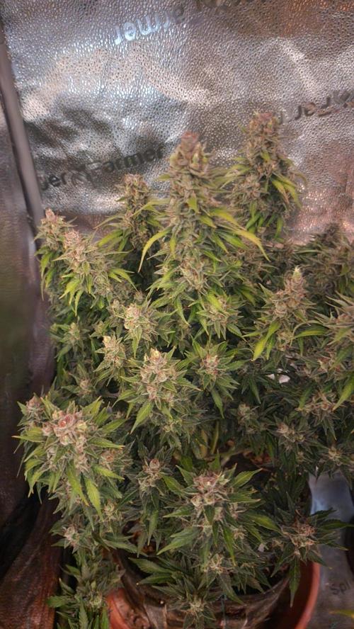 special growdiary. Week 11 - strawberry banana auto