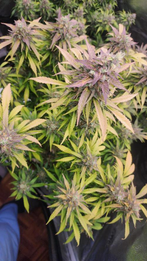 special growdiary. Week 11 - jack herer auto