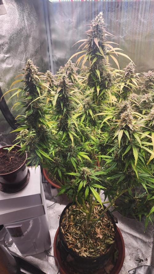special growdiary. Week 11 - jack herer auto