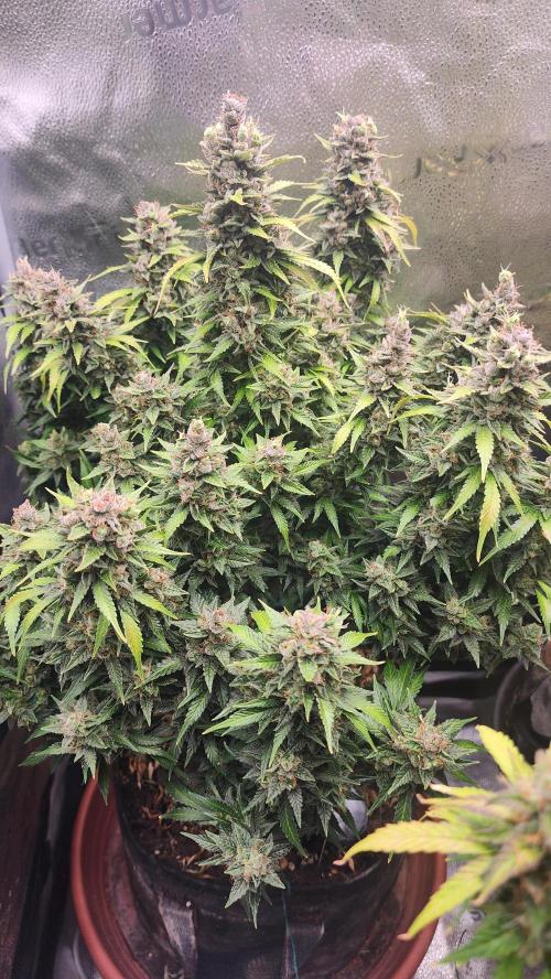 special growdiary. Week 11 - strawberry banana auto