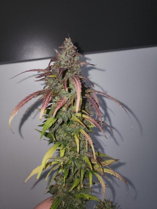 special growdiary. Week 12 - one of the tops of Jack Herer auto
mar.15
