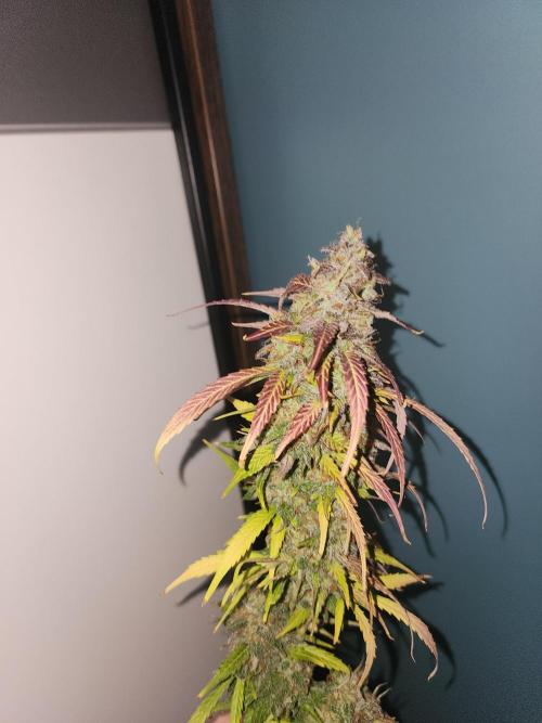 special growdiary. Week 12 - one of the tops of Jack Herer auto
mar.15