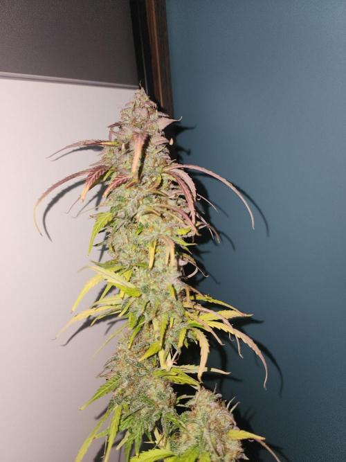 special growdiary. Week 12 - one of the tops of Jack Herer auto
mar.15