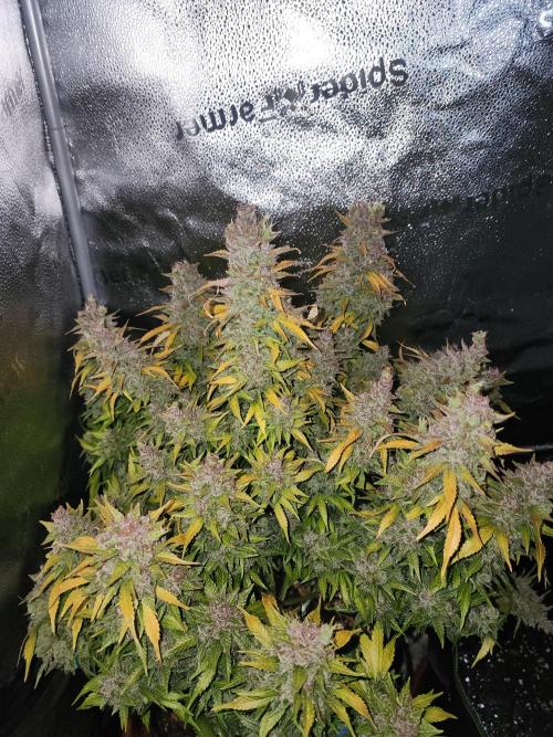 special growdiary. Week 12 - strawbery banana auto 