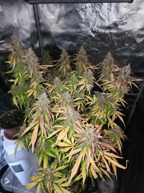 special growdiary. Week 12 - Jack Herer auto without main cola