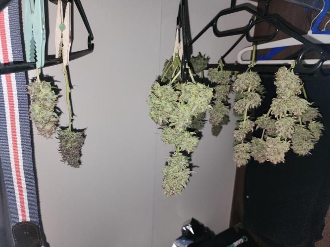 special growdiary. Week 12 - this is the mistery plant and more