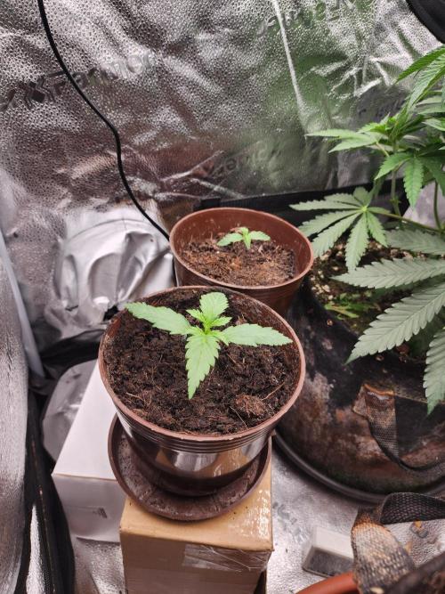 Masterpiece run. Week 4 - 18.4.my seeds will go on balcony ,auto