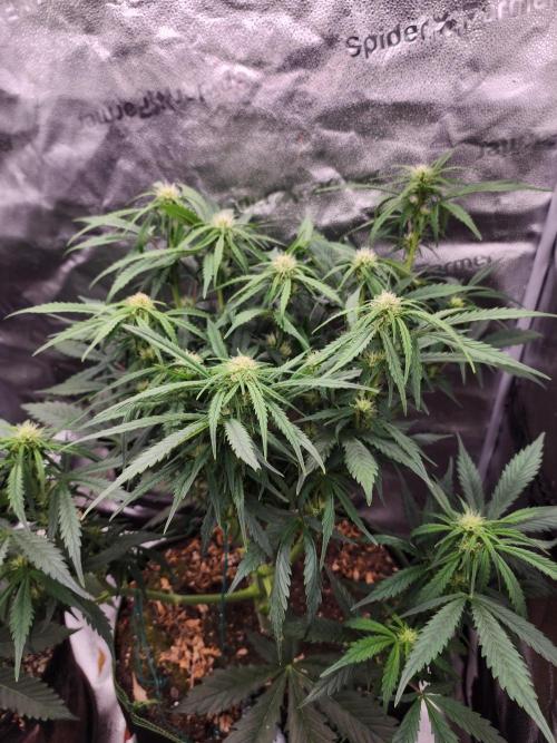 Masterpiece run. Week 4 - 18.4 flower,dont know the strain yet