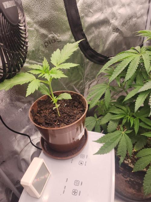 Masterpiece run. Week 5 - 25.4 going to balcony, auto,