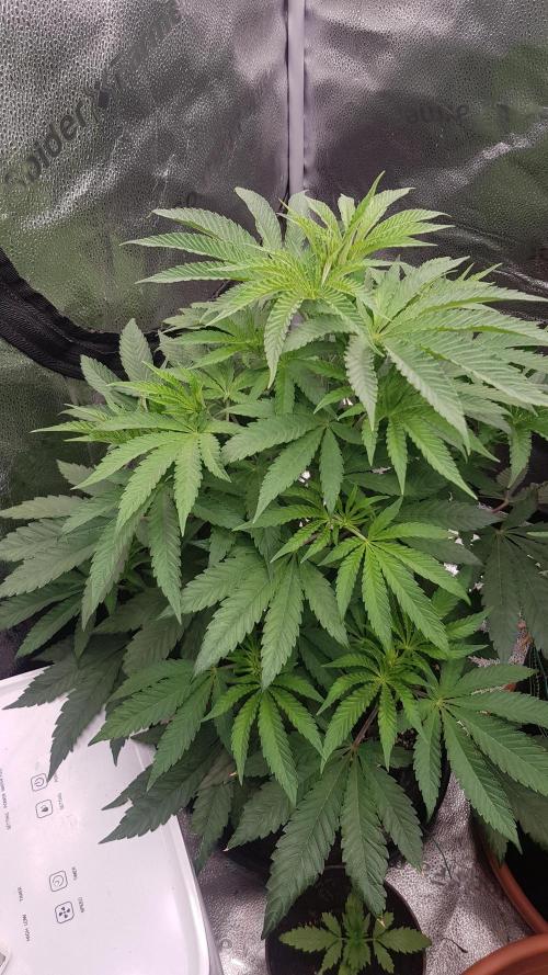 Masterpiece run. Week 6 - 1.may photo-period
day 3 of flower