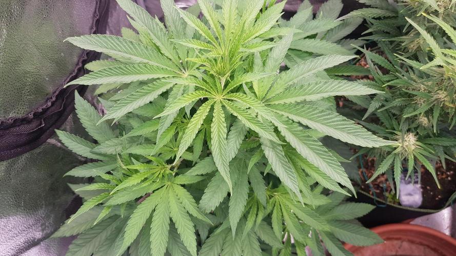 Masterpiece run. Week 6 - 1.may photo-period
day 3 of flower