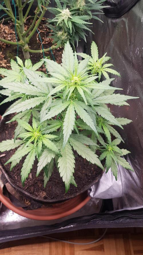 Masterpiece run. Week 6 - 1.may gorila z auto