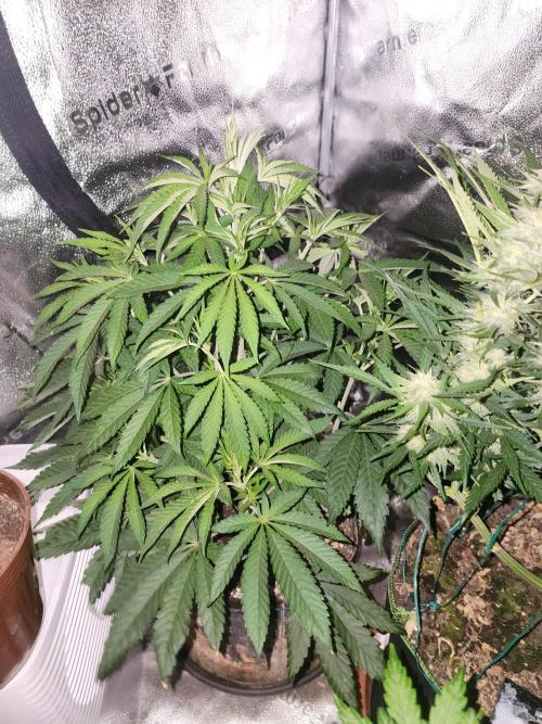 Masterpiece run. Week 6 - photo-period from fast buds 