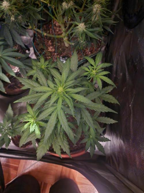 Masterpiece run. Week 6 - gorila z auto