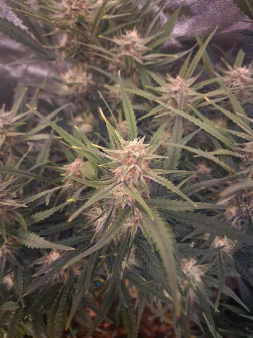 Masterpiece run. Week 6 - auto flower