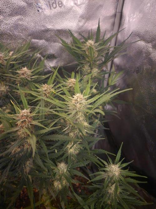 Masterpiece run. Week 6 - auto flower