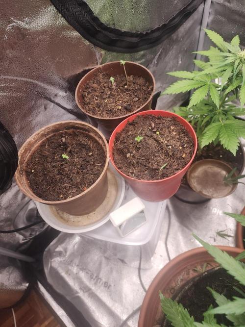 sensi skunk and special kush 1. Week 1