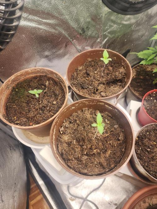 sensi skunk and special kush 1. Week 1