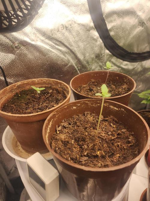 sensi skunk and special kush 1. Week 1