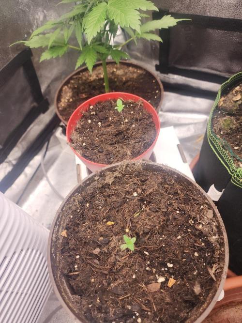 sensi skunk and special kush 1. Week 1