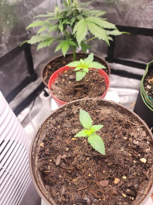 sensi skunk and special kush 1. Week 1 - 24.may special kush 1