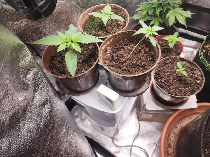 sensi skunk and special kush 1. Week 1 - 24.may