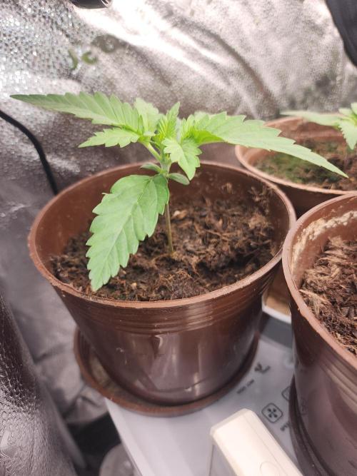 sensi skunk and special kush 1. Week 1 - 24.may special kush 1