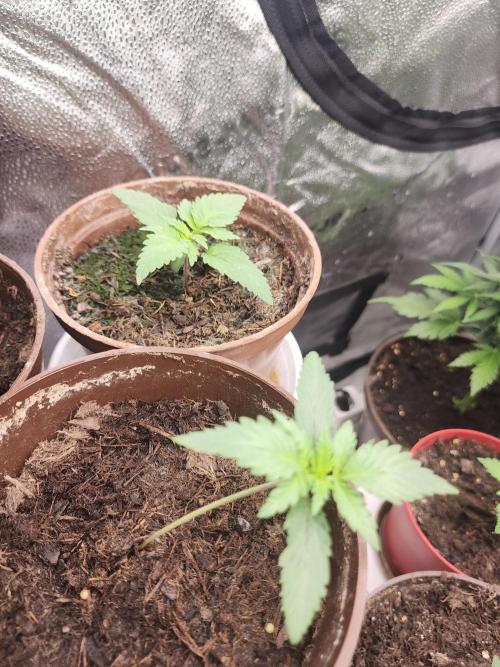 sensi skunk and special kush 1. Week 1 - 24.may sensi skunk in the back