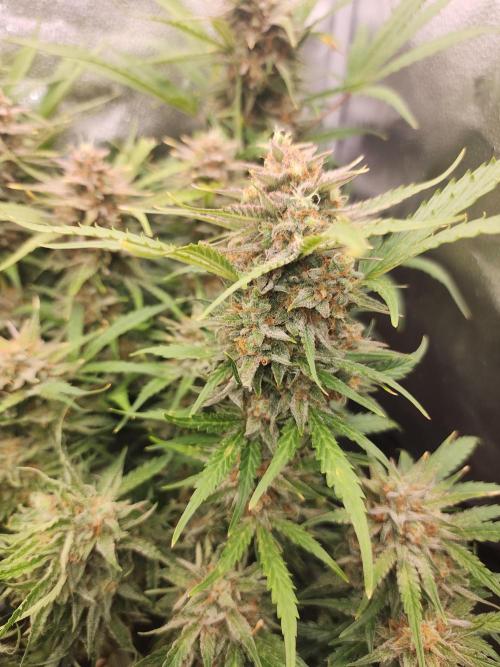 Masterpiece run. Week 8 -  24.may
some auto