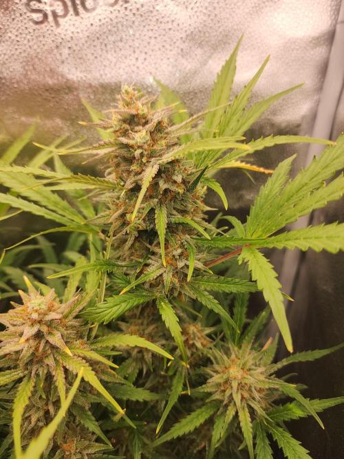 Masterpiece run. Week 8 - 24.may
some auto