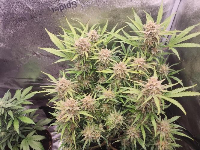 Masterpiece run. Week 8 - 24.may
some auto