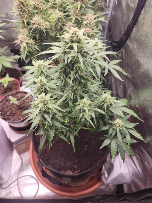Masterpiece run. Week 8 - 24.may
gorila z fast buds