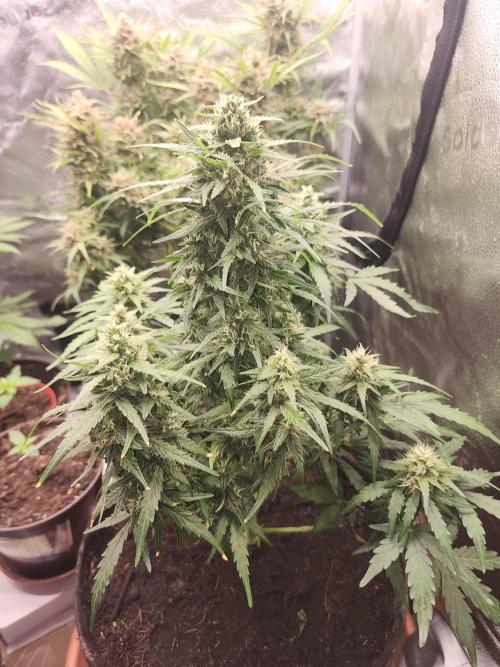 Masterpiece run. Week 8 - 24.may
gorila z fast buds
