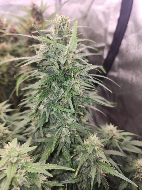 Masterpiece run. Week 8 - 24.may 26y
gorilla Z fast buds