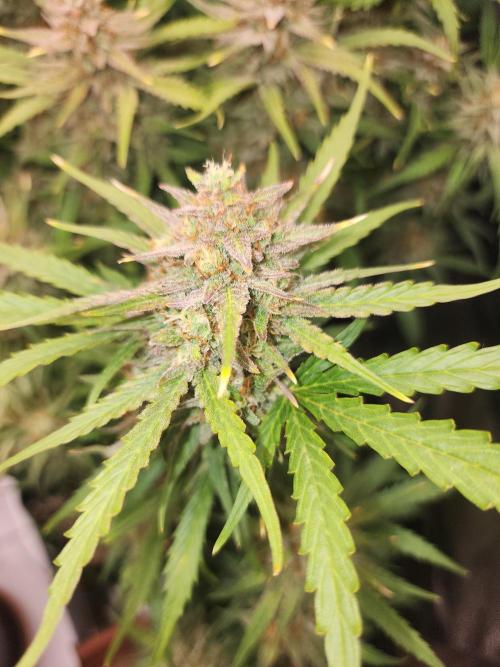 Masterpiece run. Week 8 - 24.may auto