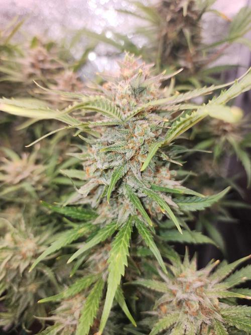 Masterpiece run. Week 8 - 24.may auto