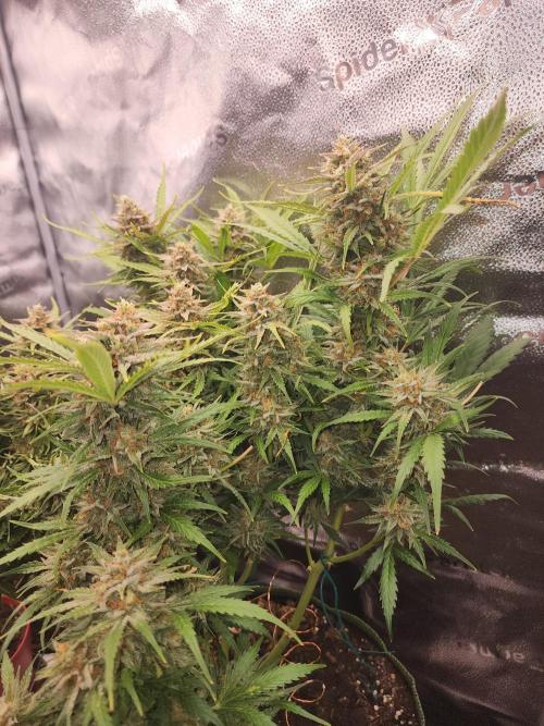 Masterpiece run. Week 8 - 24.may.26y auto