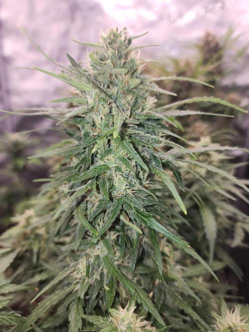 Masterpiece run. Week 8 - 24.may 26y
gorilla Z fast buds