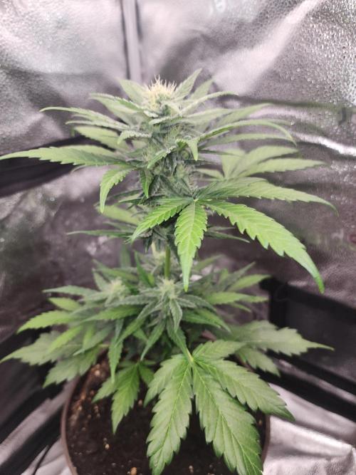 Masterpiece run. Week 8 - 24.may 26y My seed from some auto,was meant for balcony,she came back in