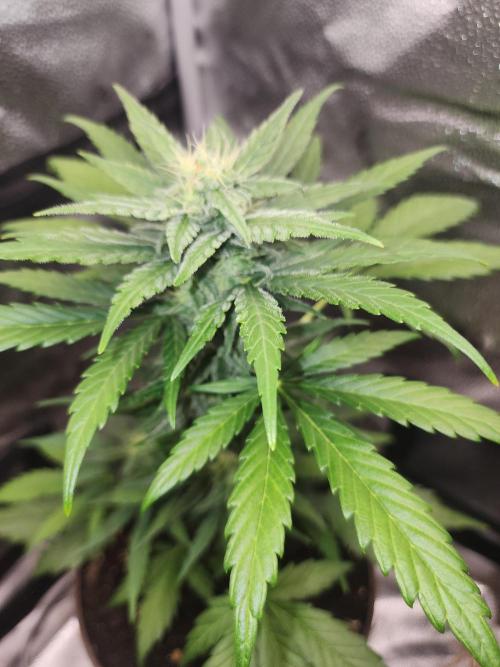 Masterpiece run. Week 8 - 24.may 26y
gorilla Z fast buds24.may 26y My seed from some auto,was meant for b 