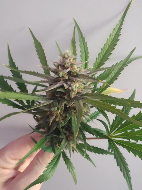 Masterpiece run. Week 9 - On this one I left more of fan leafs while growing.