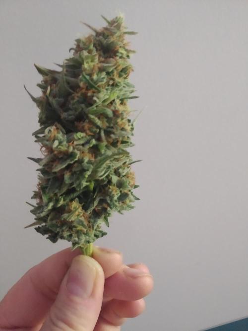 Masterpiece run. Week 9 - wet trim,trying both and dry ,but think for my climate is wet trimming better.
