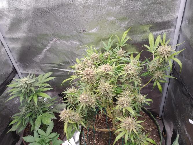Masterpiece run. Week 9 - few main colas chopped.