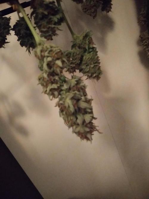 Masterpiece run. Week 9 - and drying 