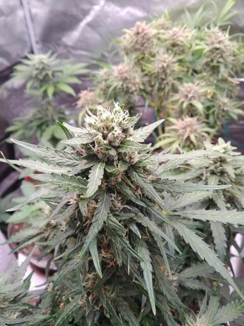 Masterpiece run. Week 10 - 31.5 gorilaZ fast buds