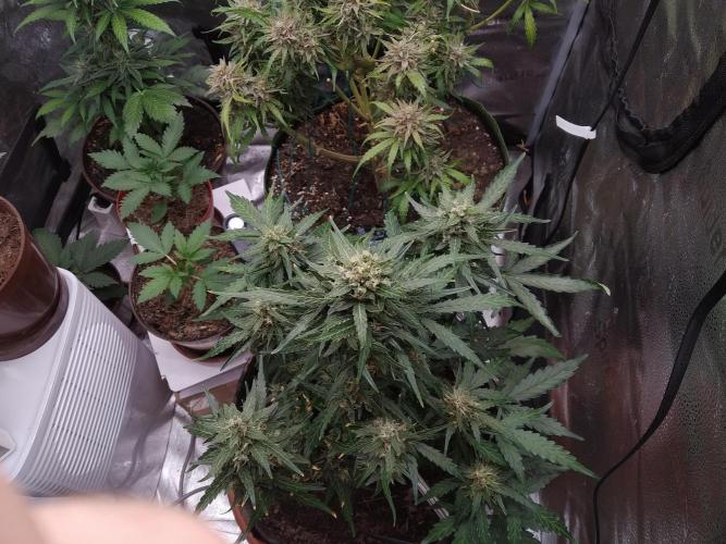 Masterpiece run. Week 10 - 31.5 gorilaZ fast buds
