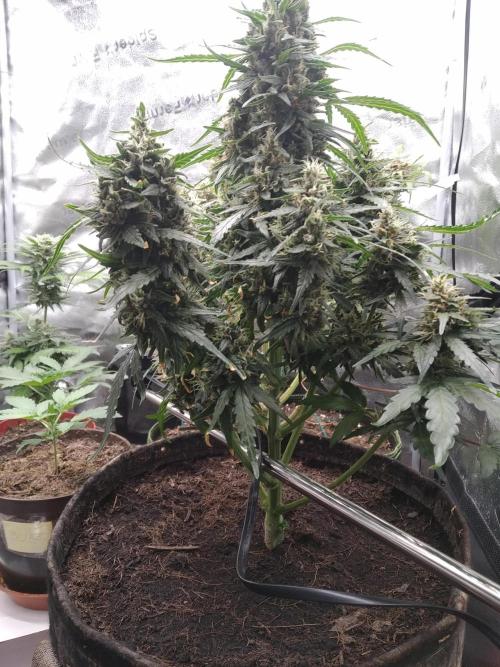 Masterpiece run. Week 10 - 31.5 gorilaZ fast buds