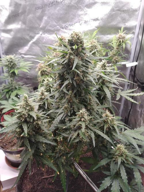 Masterpiece run. Week 10 - 31.5 gorilaZ fast buds