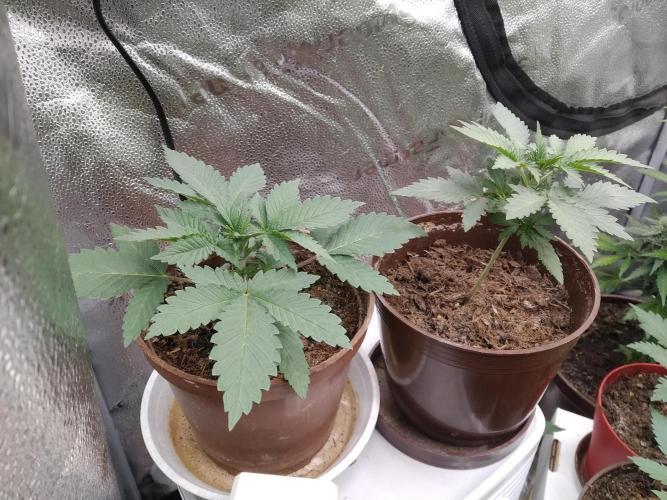 sensi skunk and special kush 1. Week 2 - 31.may left is sensi skunk from sensi seeds, on the right special kush#1